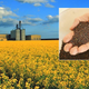Illustration for article titled Government declares UK must become leader on GM crops